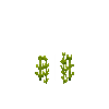 crop-amaranth-3