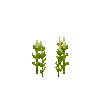 crop-amaranth-4