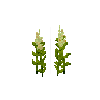 crop-amaranth-5