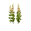 crop-amaranth-6