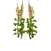 crop-amaranth-7