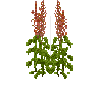 crop-amaranth-8