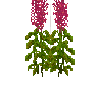 crop-amaranth-9