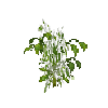 crop-bellpepper-10