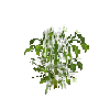 crop-bellpepper-11