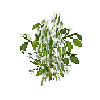 crop-bellpepper-12