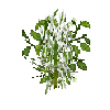 crop-bellpepper-13