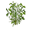 crop-bellpepper-14