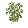 crop-bellpepper-17