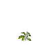crop-bellpepper-4