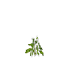 crop-bellpepper-5