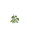 crop-bellpepper-6