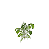 crop-bellpepper-7