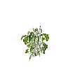 crop-bellpepper-8