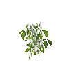 crop-bellpepper-9