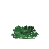 crop-cabbage-10