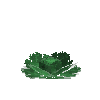 crop-cabbage-11