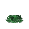 crop-cabbage-12
