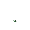 crop-cabbage-2