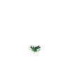 crop-cabbage-3