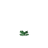 crop-cabbage-4