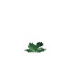 crop-cabbage-5