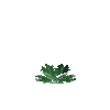 crop-cabbage-6