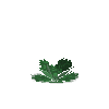 crop-cabbage-7