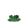 crop-cabbage-8