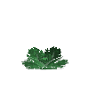crop-cabbage-9