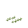 crop-carrot-2