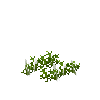 crop-carrot-3