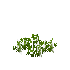 crop-carrot-4