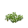 crop-carrot-5