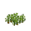 crop-carrot-6