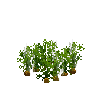 crop-carrot-7