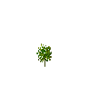 crop-cassava-3