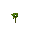 crop-cassava-4