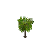crop-cassava-5