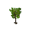 crop-cassava-6