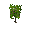 crop-cassava-7