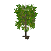 crop-cassava-8