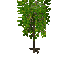 crop-cassava-9
