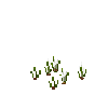 crop-onion-3