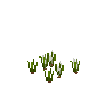 crop-onion-4