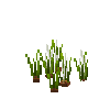 crop-onion-6