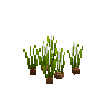 crop-onion-7