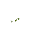 crop-parsnip-2