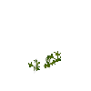 crop-parsnip-3