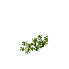 crop-parsnip-5